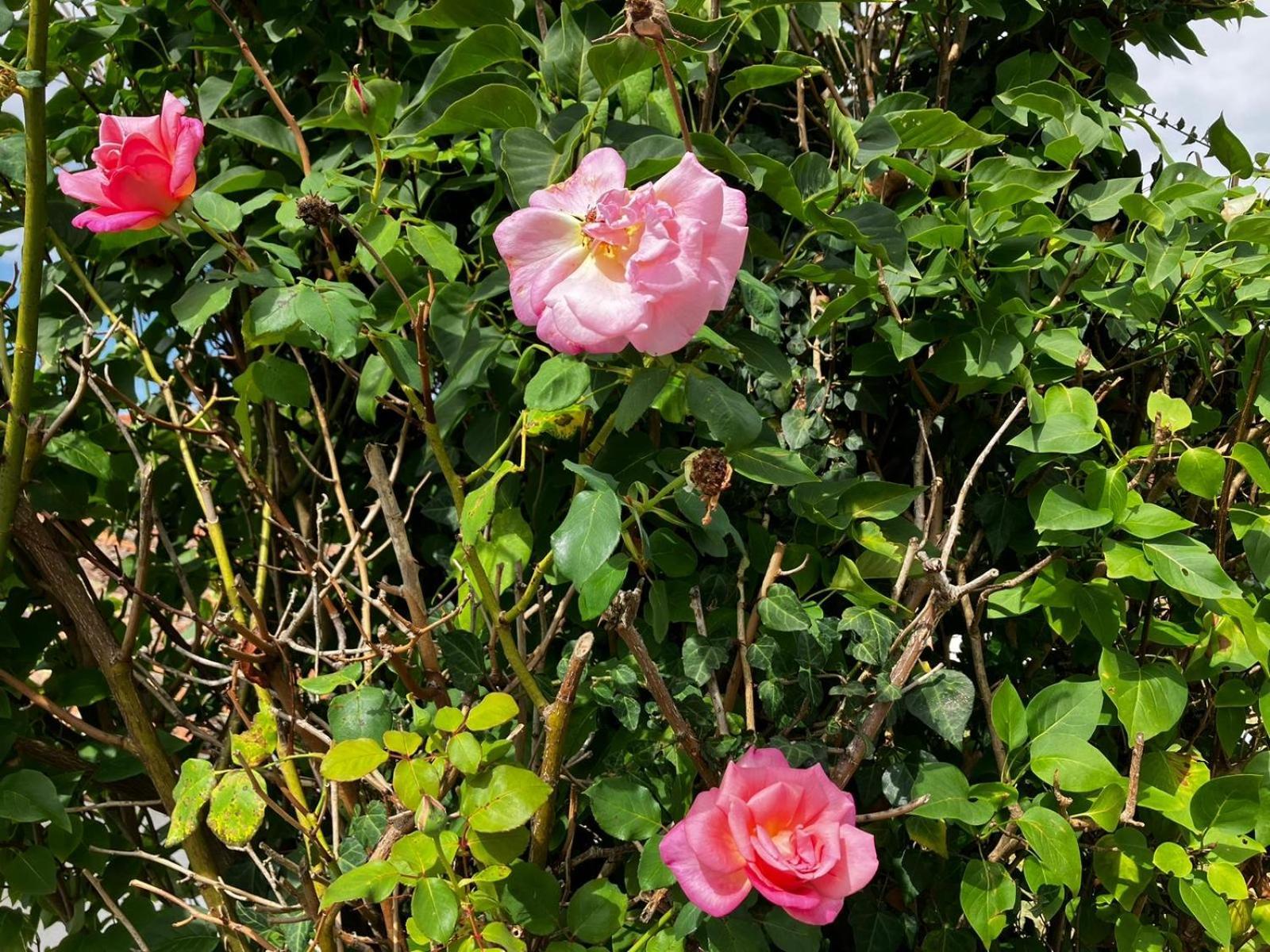 Gite Des Roses Oradour-Fanais Exterior photo